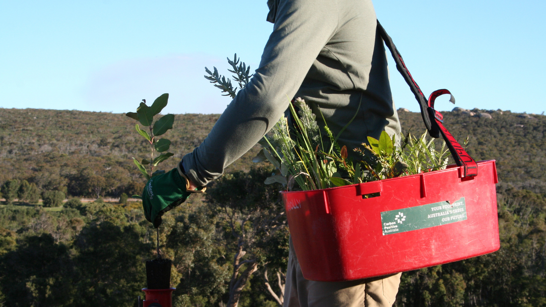 Restoring Australia’s Landscapes: Inside Carbon Positive Australia’s Mission to Rebuild Nature